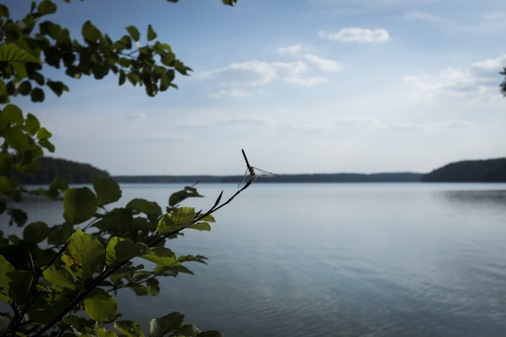 Stechlinsee_01